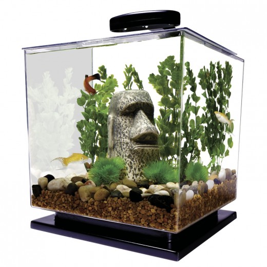 Betta Fish Tanks How to Choose the Best Aquarium for Your Betta