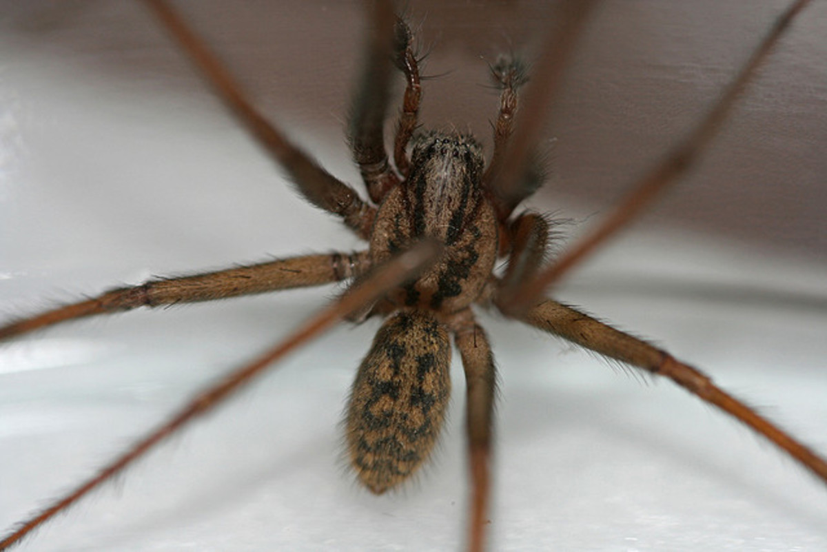 How to Identify Venomous House Spiders Dengarden