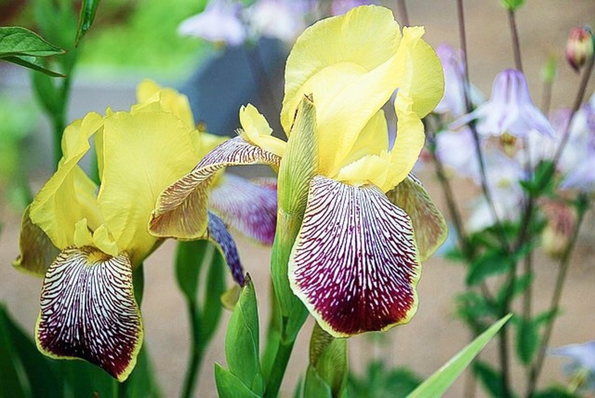 Forty Facts about Irises Beautiful Flowers and Useful Plants hubpages
