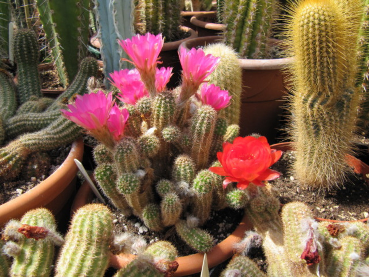 The Peanut Cactus is easy to grow and get to bloom HubPages
