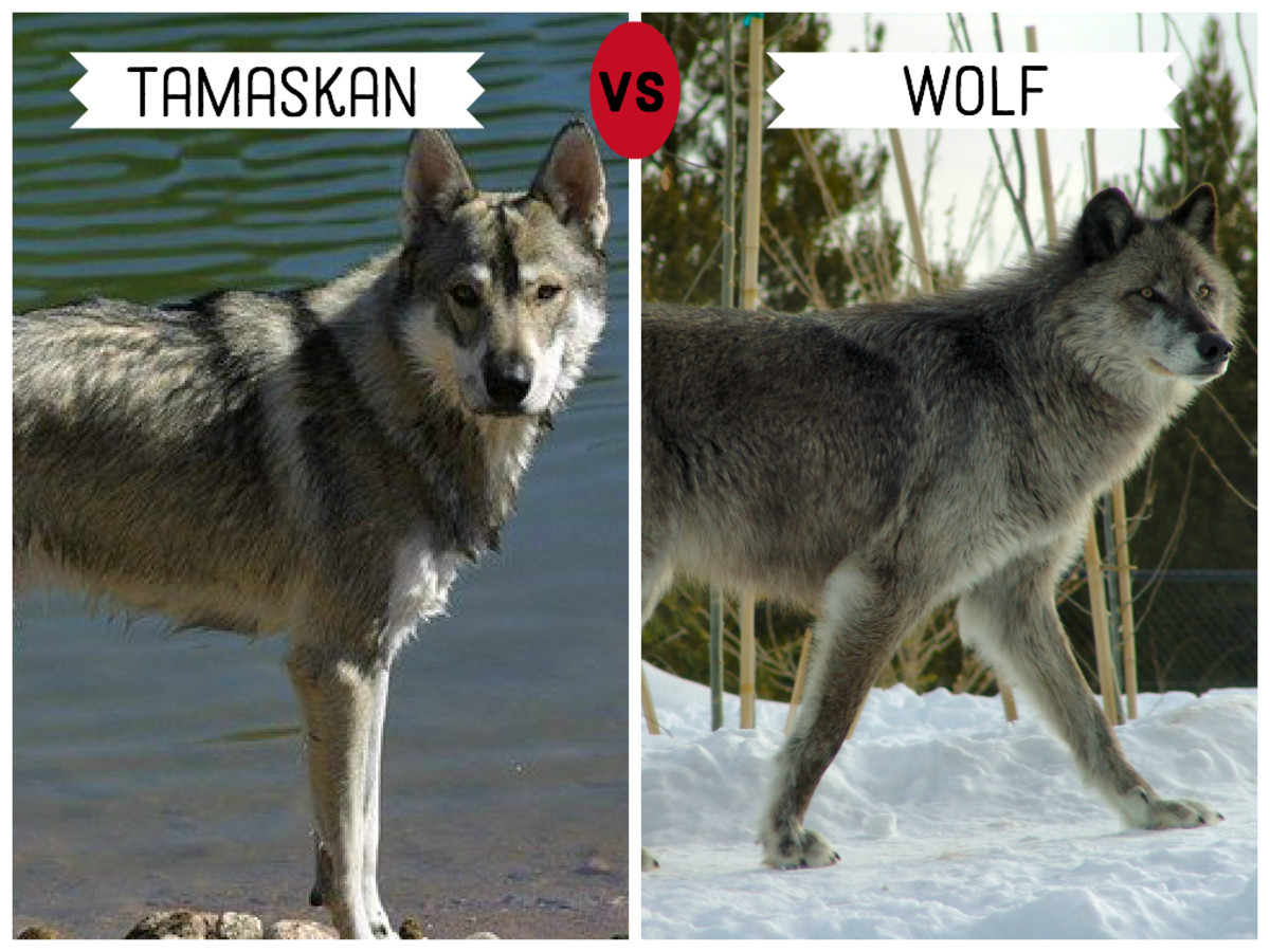 11 Dogs That Look Like Wolves PetHelpful