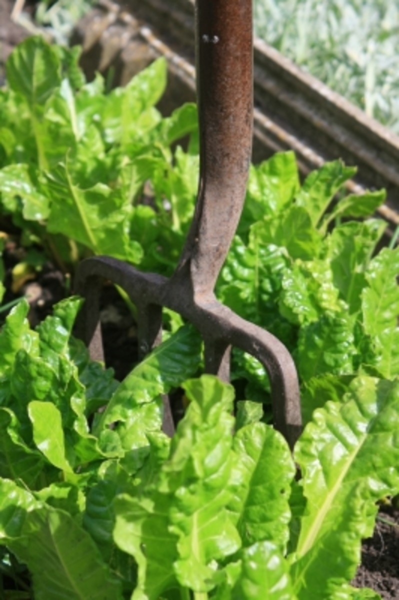 Top 6 IronRich Vegetables CalorieBee