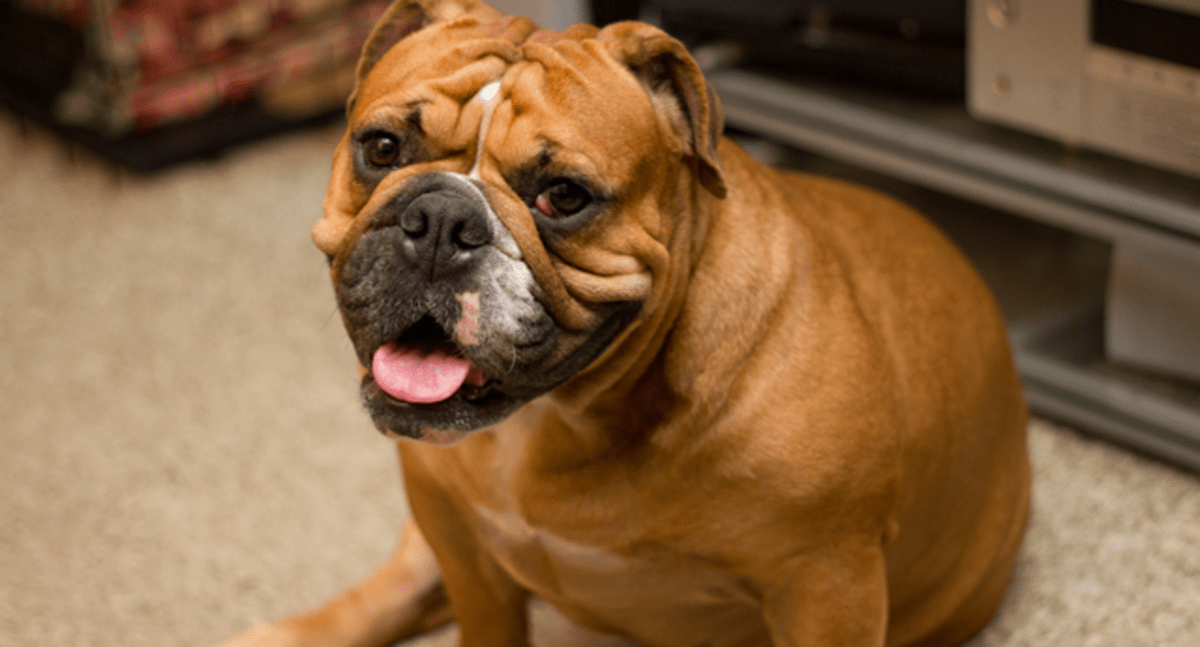 Top 10 Most Beautiful Dog Breeds PetHelpful