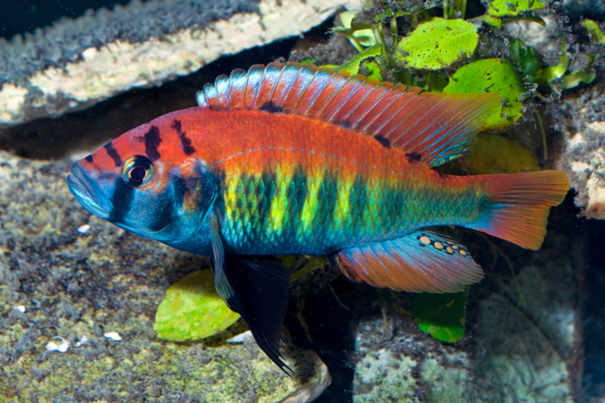How To Breed Convict Cichlids HubPages