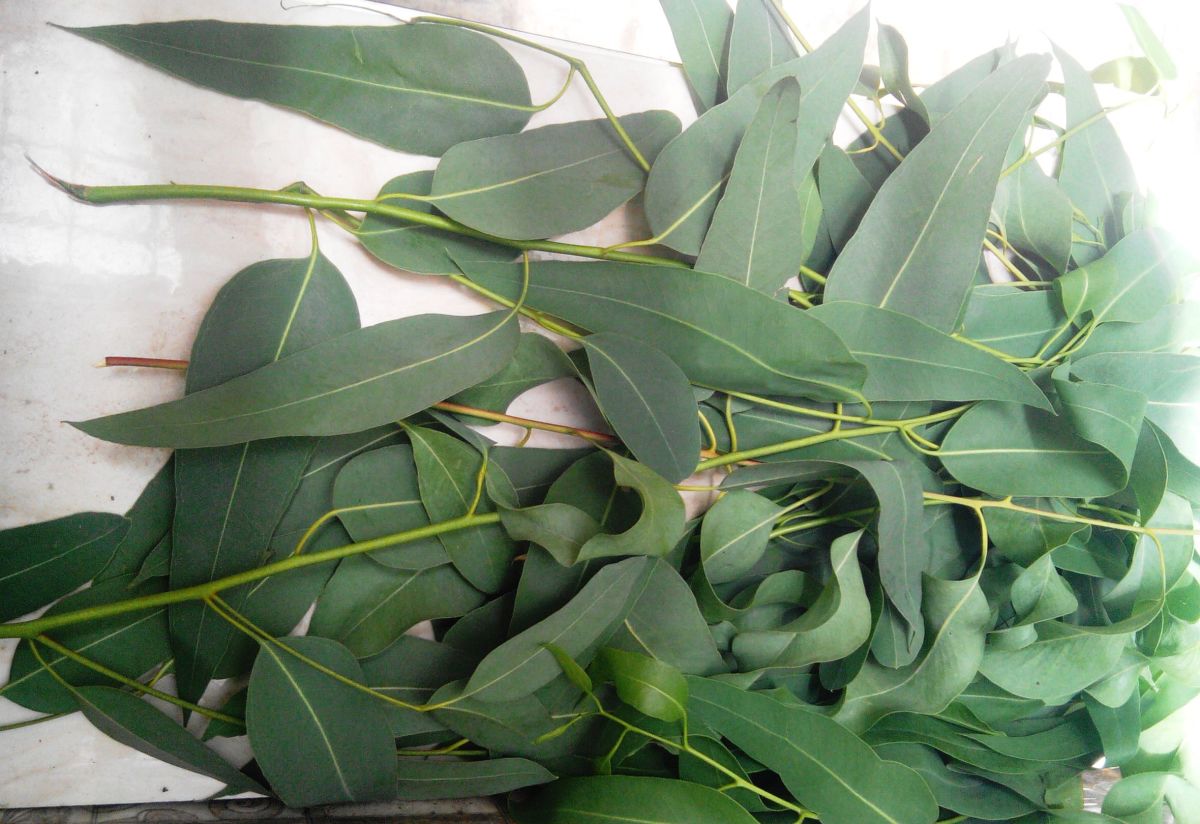Top 10 Health Benefits of Eucalyptus Oil HubPages