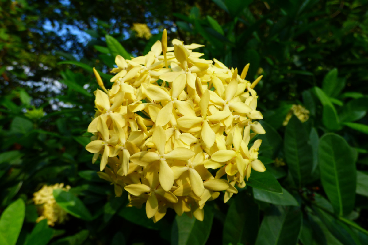 Ixora Facts and Growing Tips Dengarden