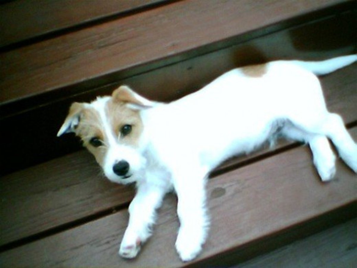 Facts About Jacks All About Jack Russell Terriers PetHelpful