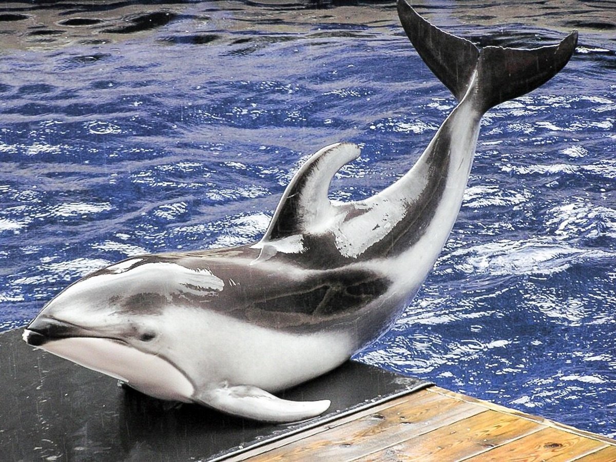 Hector's and Maui's Dolphins Endangered Animals of New Zealand