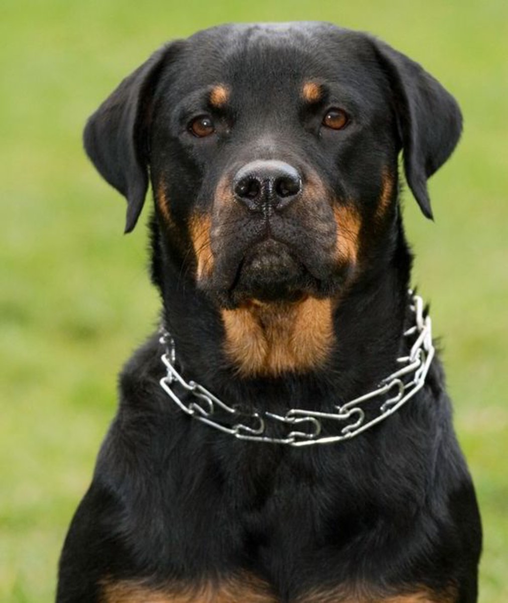 The World's Most Aggressive Dog Breeds PetHelpful