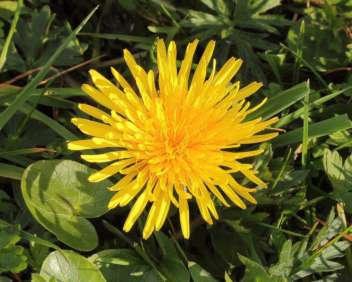 Common and Russian Dandelions Nutrition, Latex, and Rubber Owlcation