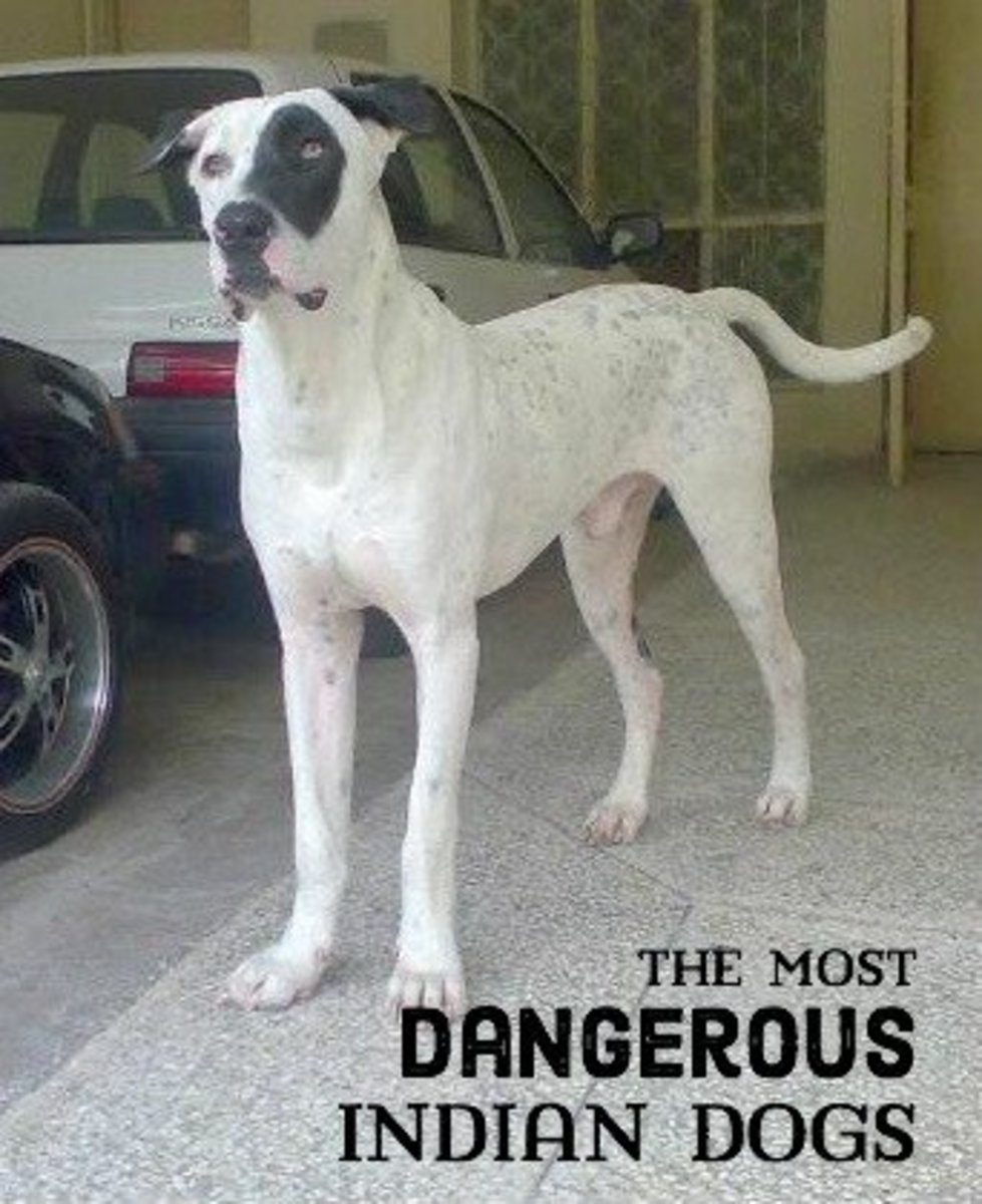 11 Most Dangerous Indian Dogs PetHelpful