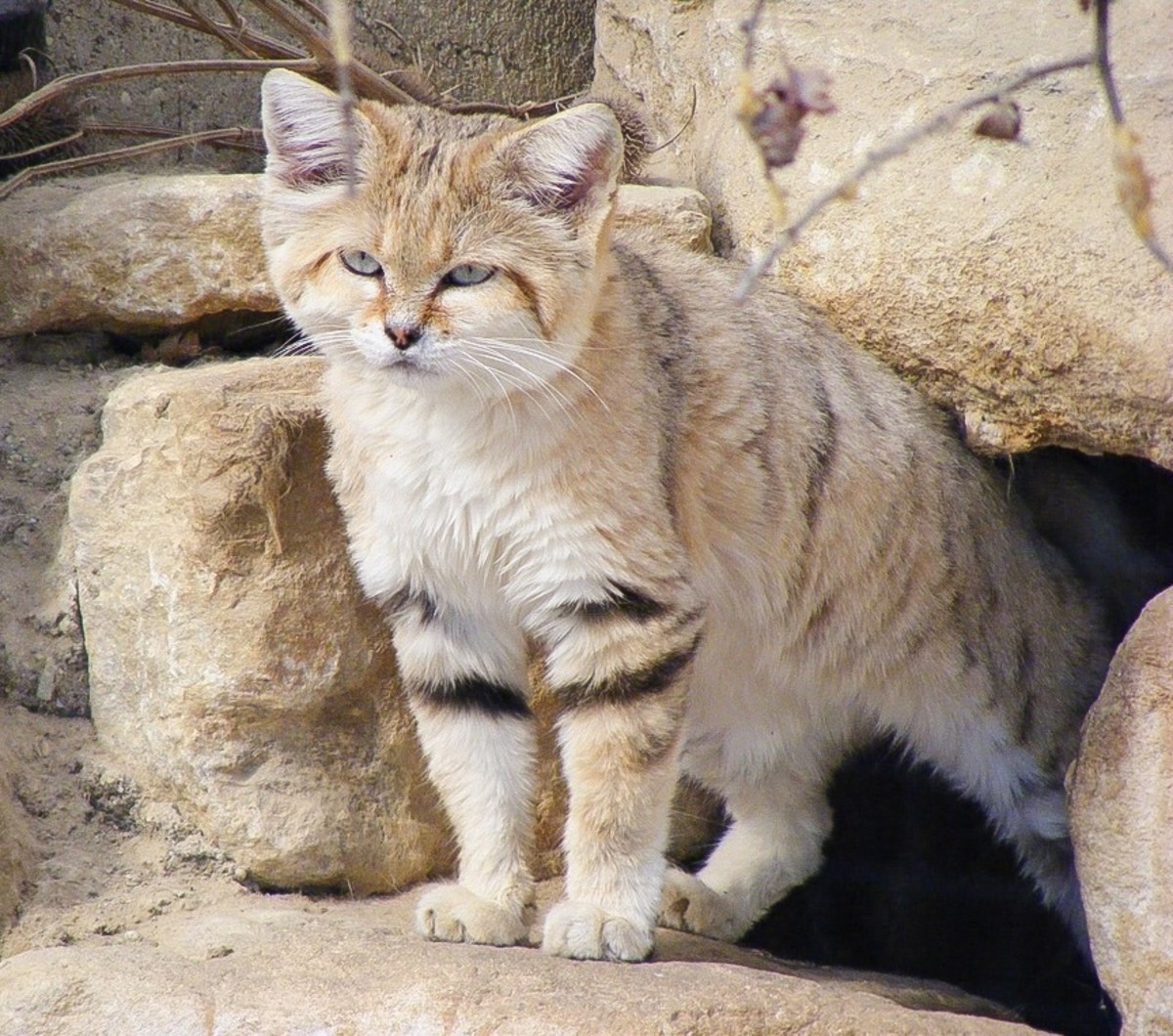 The Sand Cat A Small and Beautiful Animal of the Desert HubPages