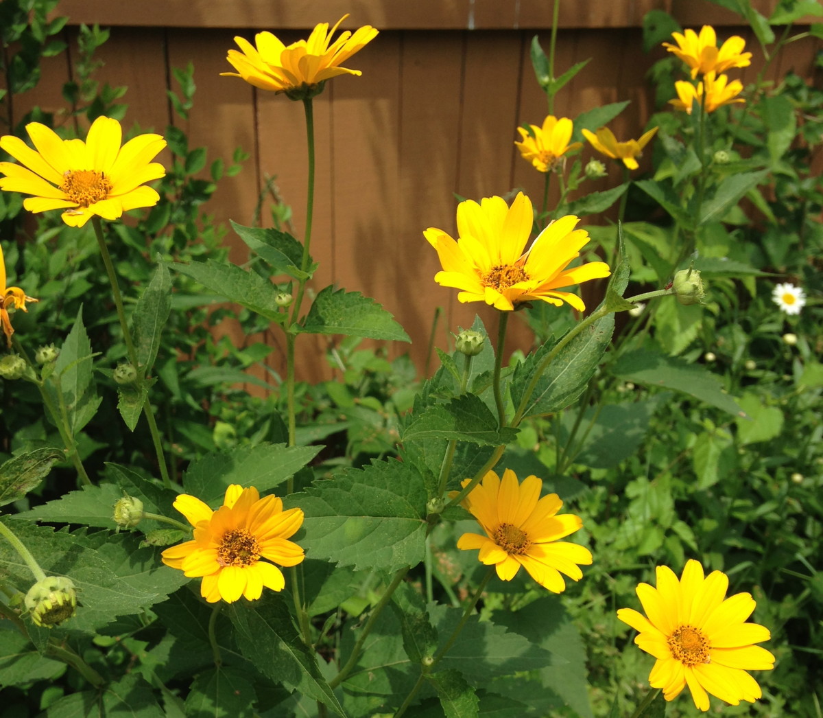 Planting These 11 Best Native Midwest Flowers Will Revive the Environment Dengarden