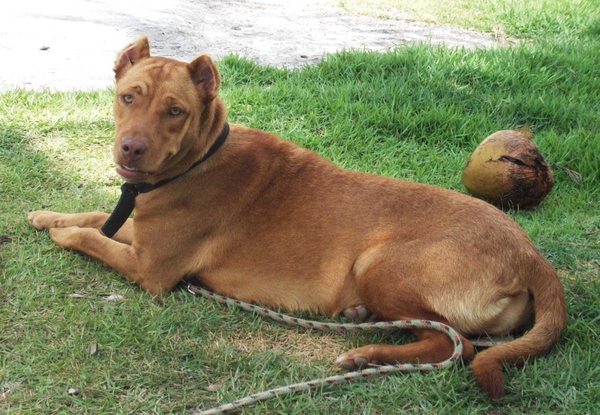 How to Keep Your Dog Cool in Florida or the Tropics PetHelpful