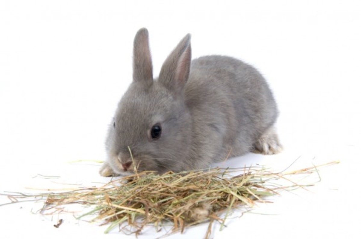 What Do Bunnies Eat? HubPages