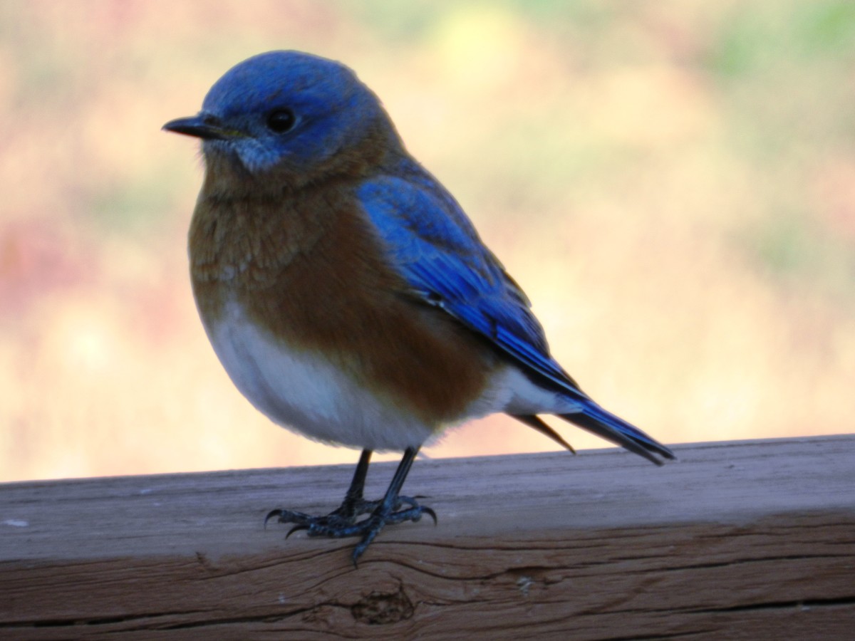 16 Common Songbirds of Pennsylvania Owlcation