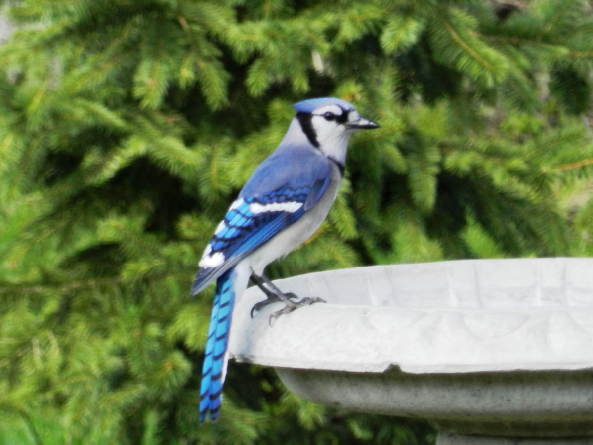 16 Common Songbirds of Pennsylvania Owlcation