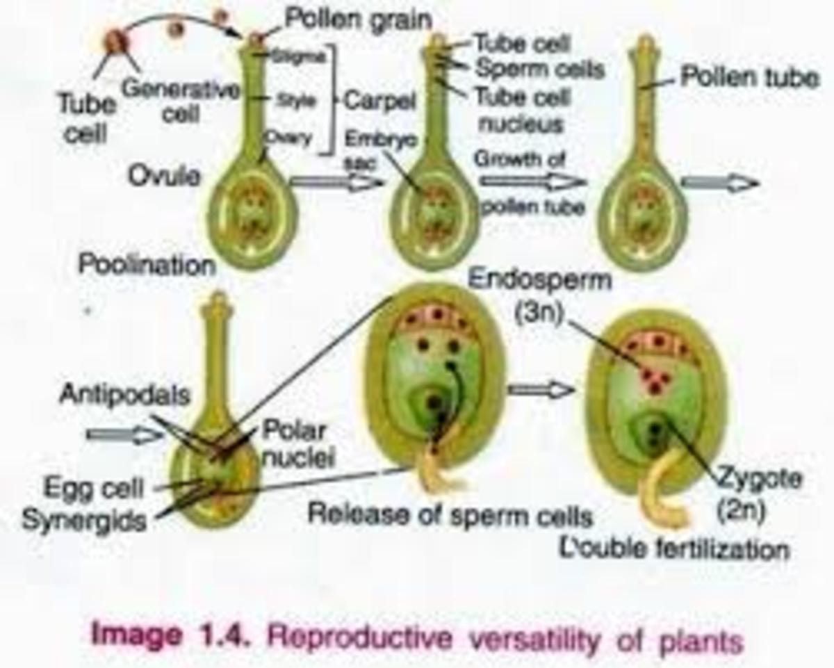 plants have Sex only in ANGIOSPERMS? HubPages