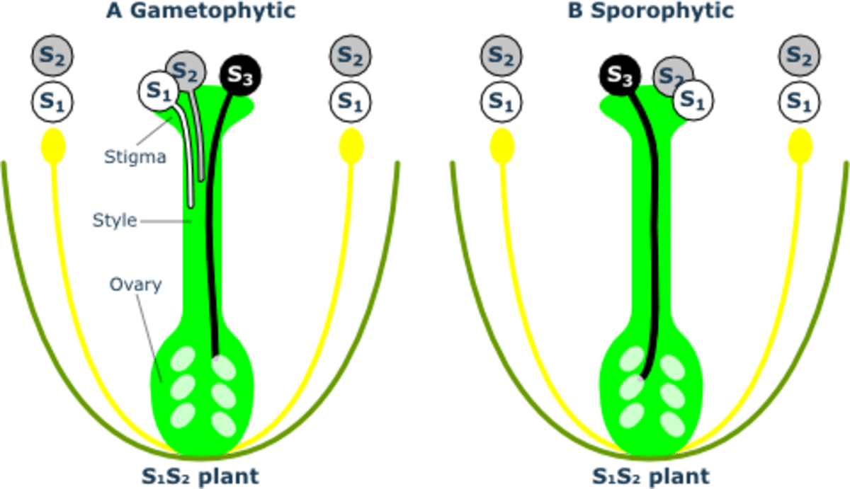 plants have Sex only in ANGIOSPERMS? HubPages