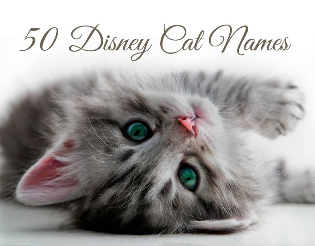 53 Top Pictures Cute German Cat Names Unusual and Unique Names for