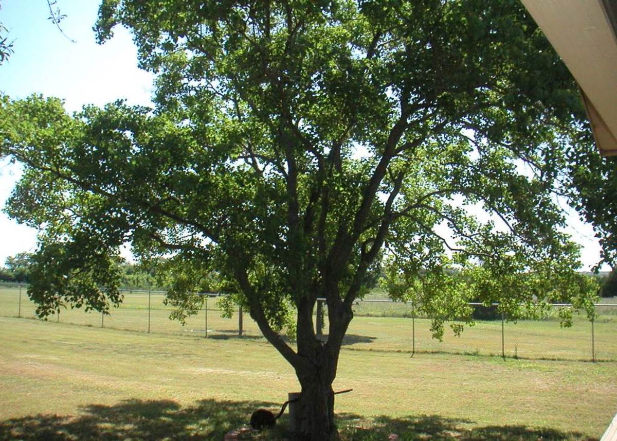 The Popcorn Tree HubPages