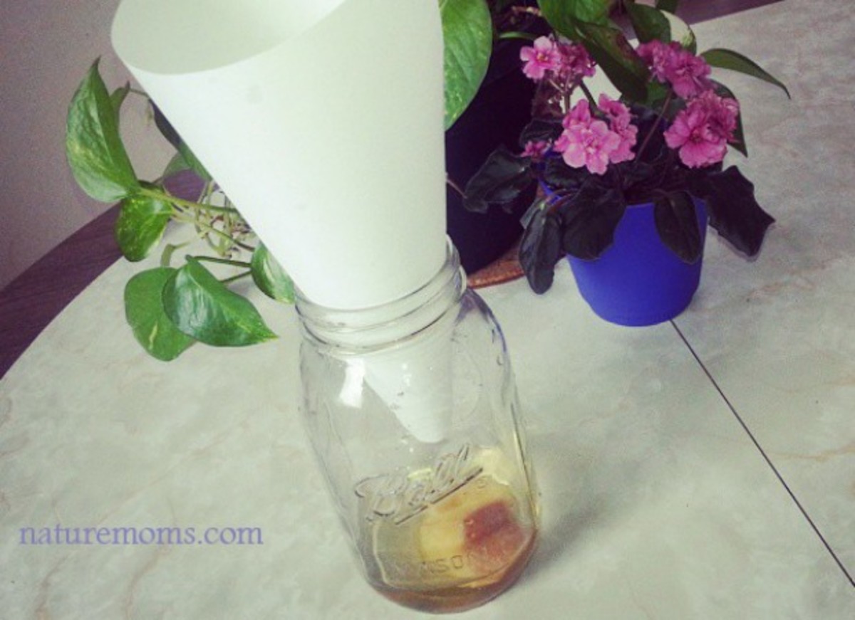 How to Kill Fruit Flies & Protect Your Fruit Bowl HubPages
