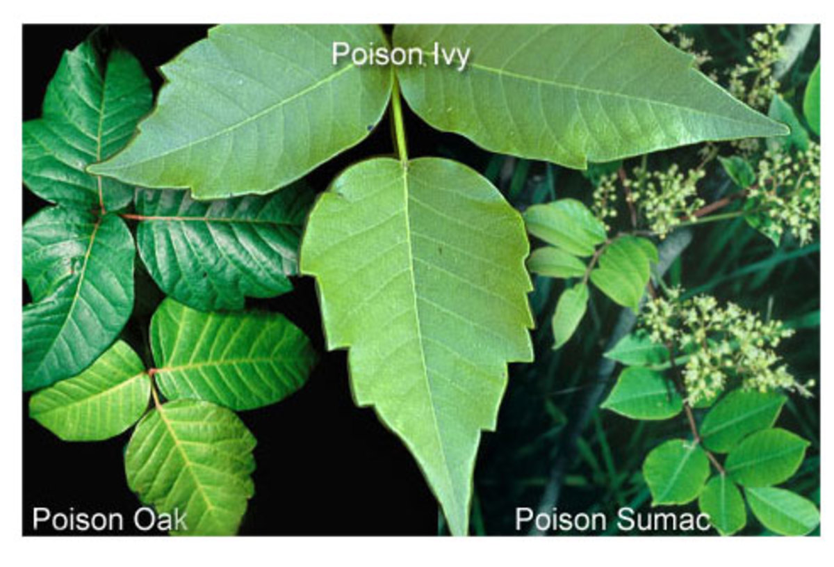 Poison Oak, Ivy, and Sumac Plants That Make Us Itch Owlcation