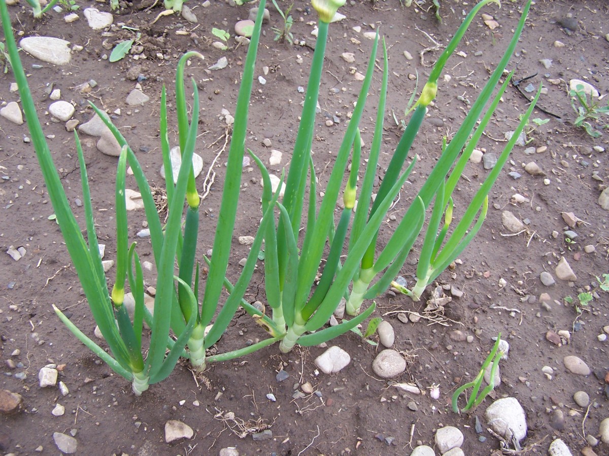 Growing and Using Egyptian Onions Dengarden