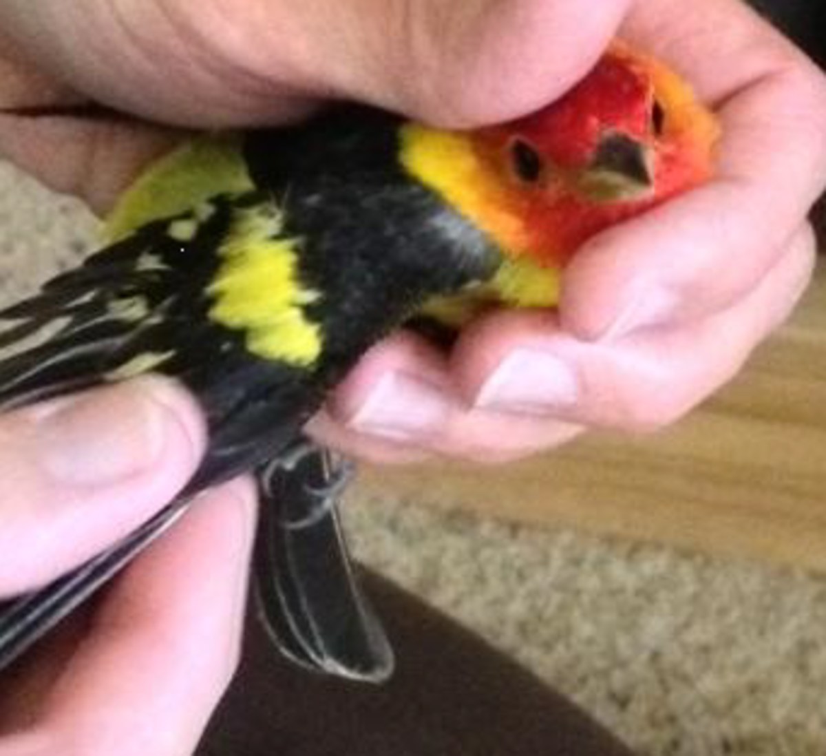 Lovebirds' EggLaying Process A Personal Experience PetHelpful