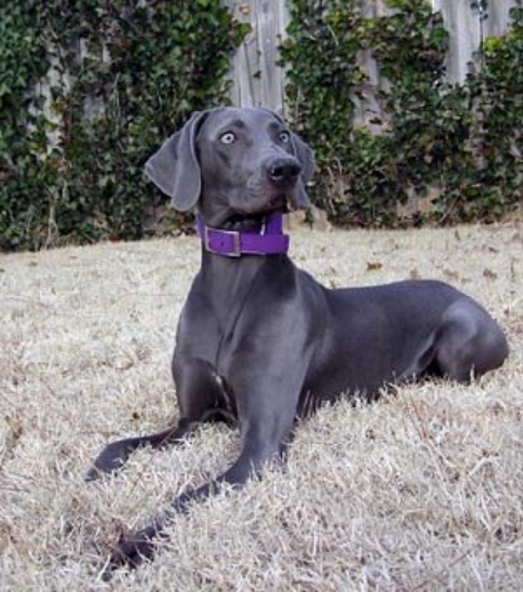 Blue Dog Breeds—What Makes Them so Beautiful? PetHelpful