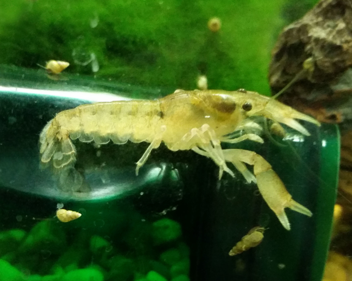 Cajun Dwarf Crayfish Care PetHelpful