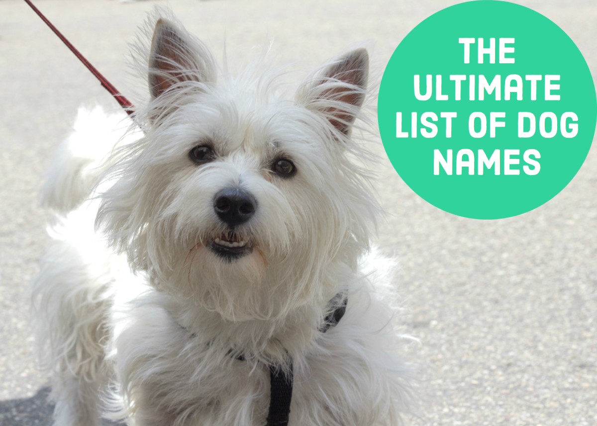 Dog Names Hundreds of Suggestions by Color, Breed, Size, and Group PetHelpful