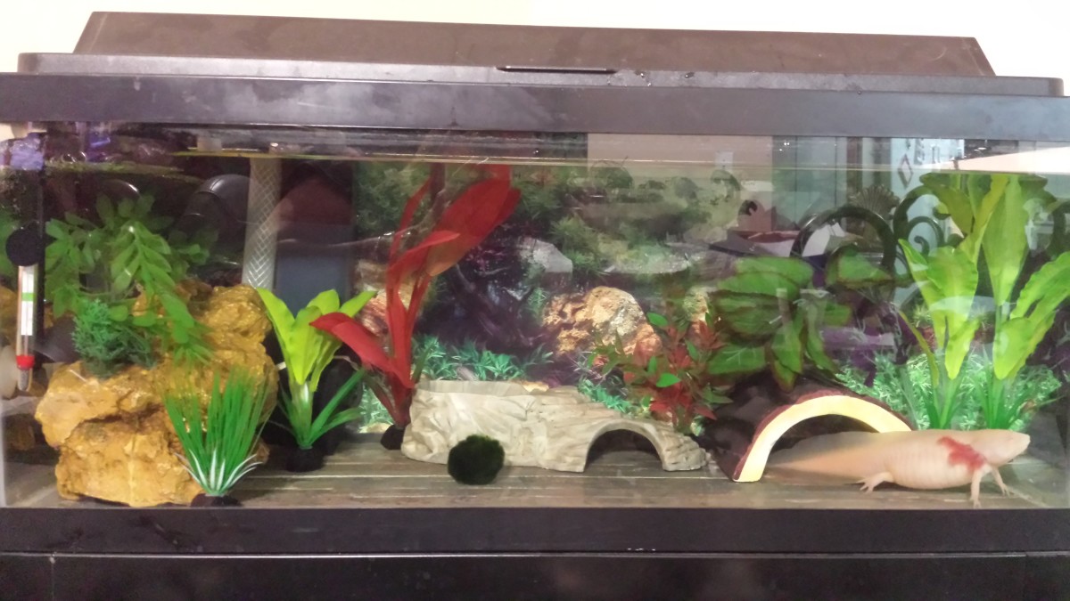 Everything AxolotlA Basic Guide for New Owners HubPages