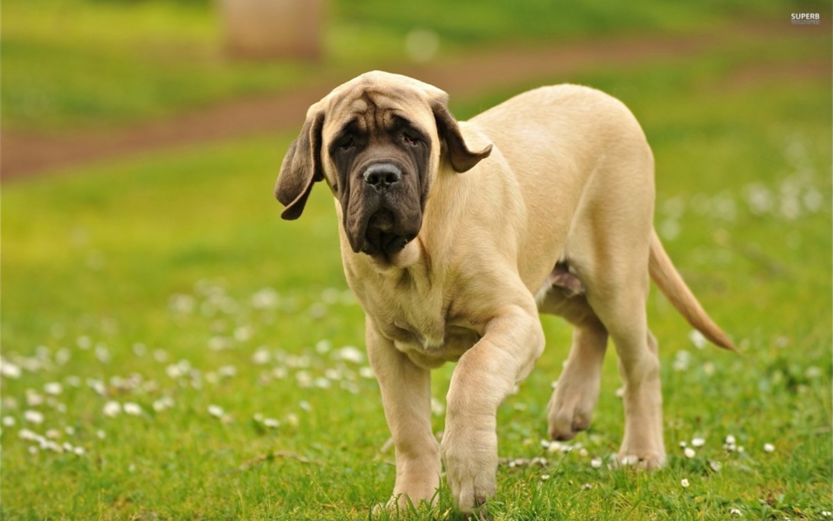 Top 10 Most Expensive Dog Breeds in India PetHelpful