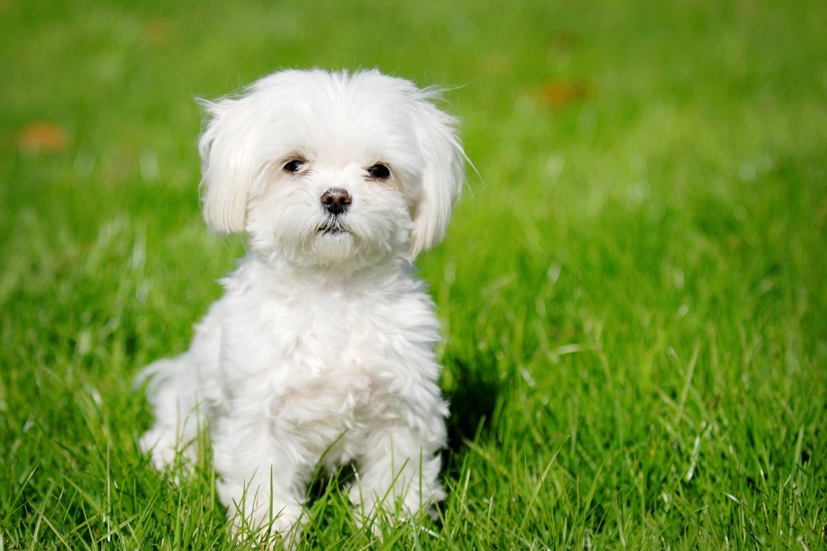 Toy Breeds Of Dogs In India Wow Blog