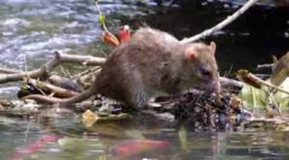 MCQs Leptospirosis HubPages