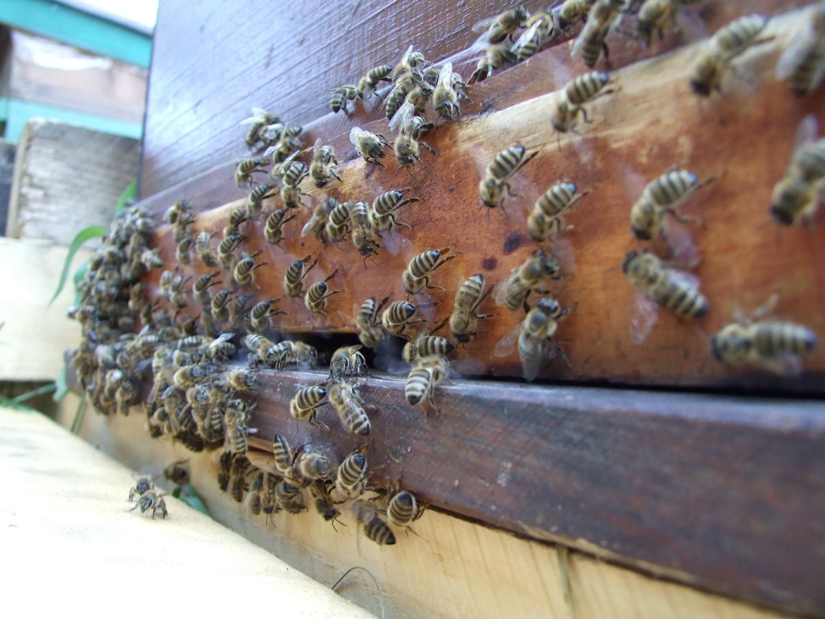 How to Prevent Bees From Absconding or Leaving Your Hive Dengarden