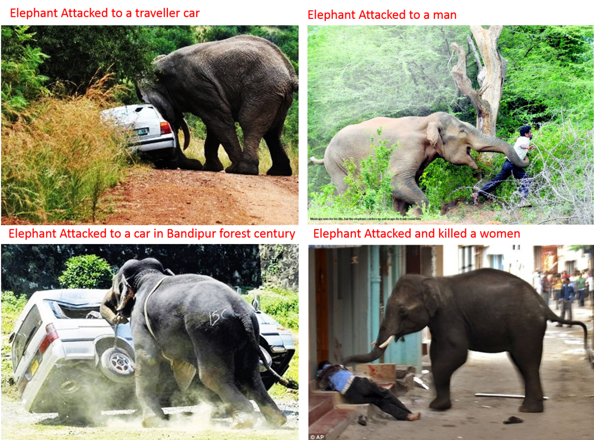 11 Most Dangerous Wild and Exotic Indian Pets HubPages