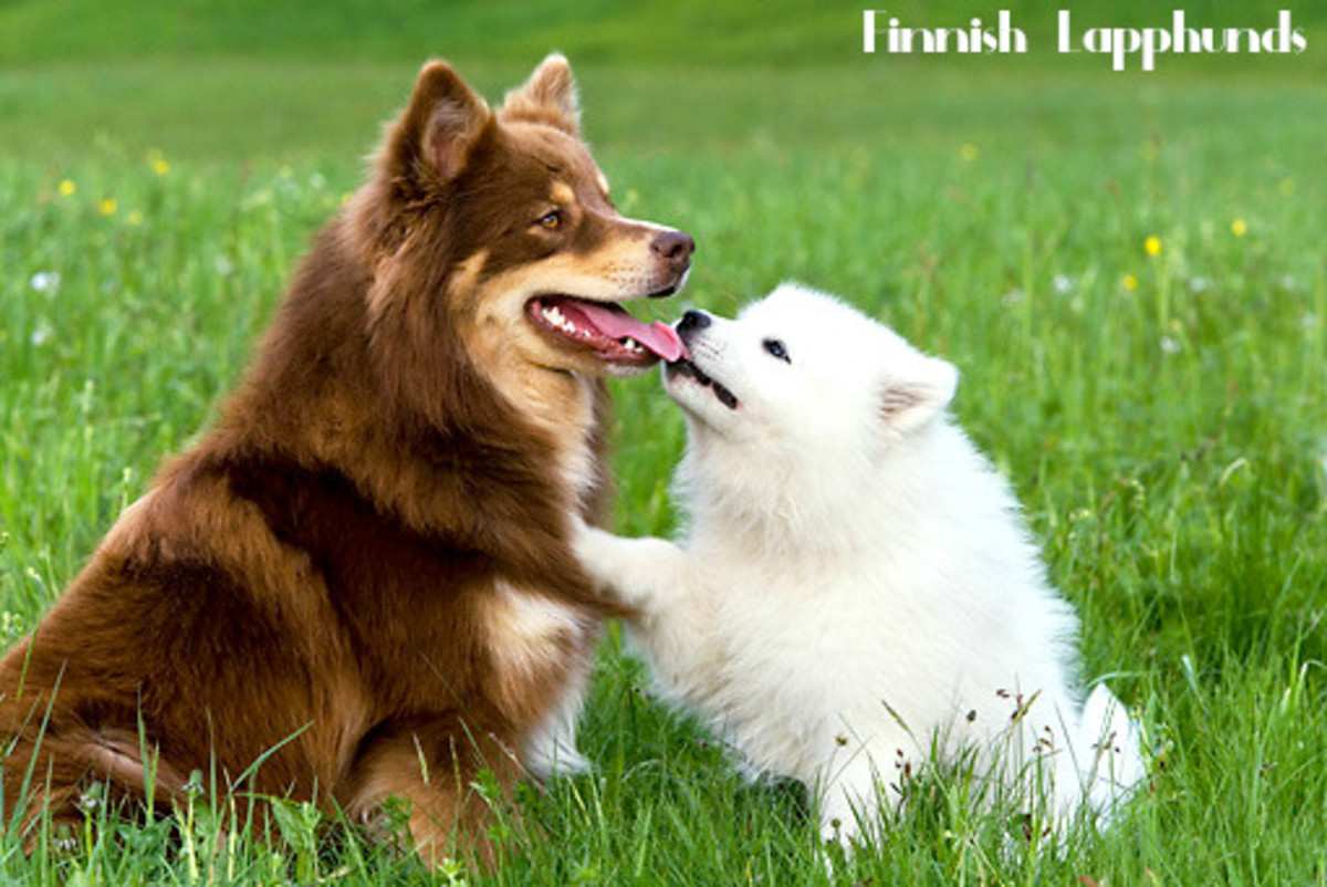 11 Healthiest Small Breed Dogs HubPages