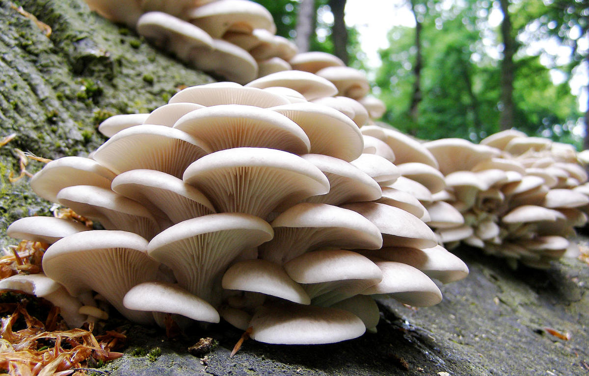 How to Identify Edible Mushrooms on Your Yard HubPages