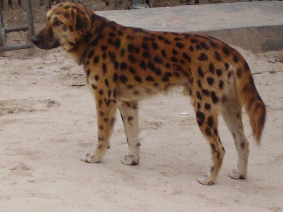 11 Dogs That Groomed to look like Other Animals. hubpages