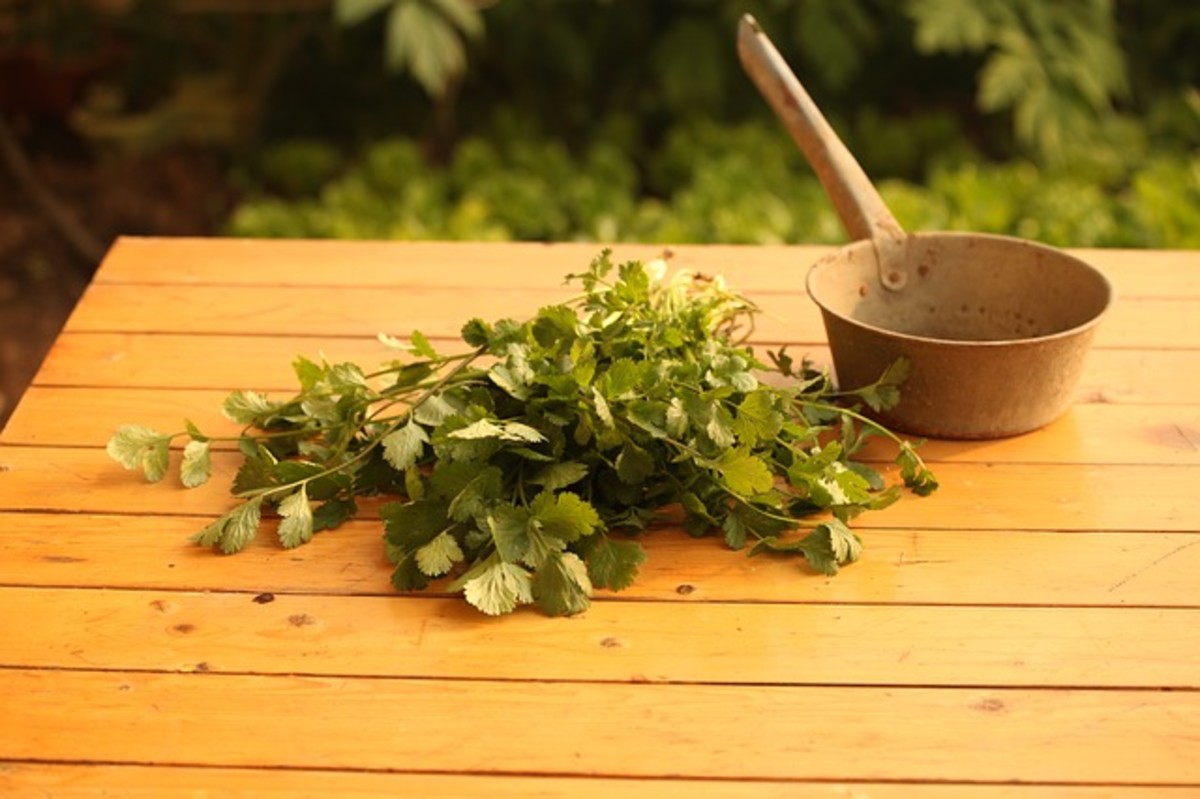 Coriander and Cilantro What's the Difference? Delishably