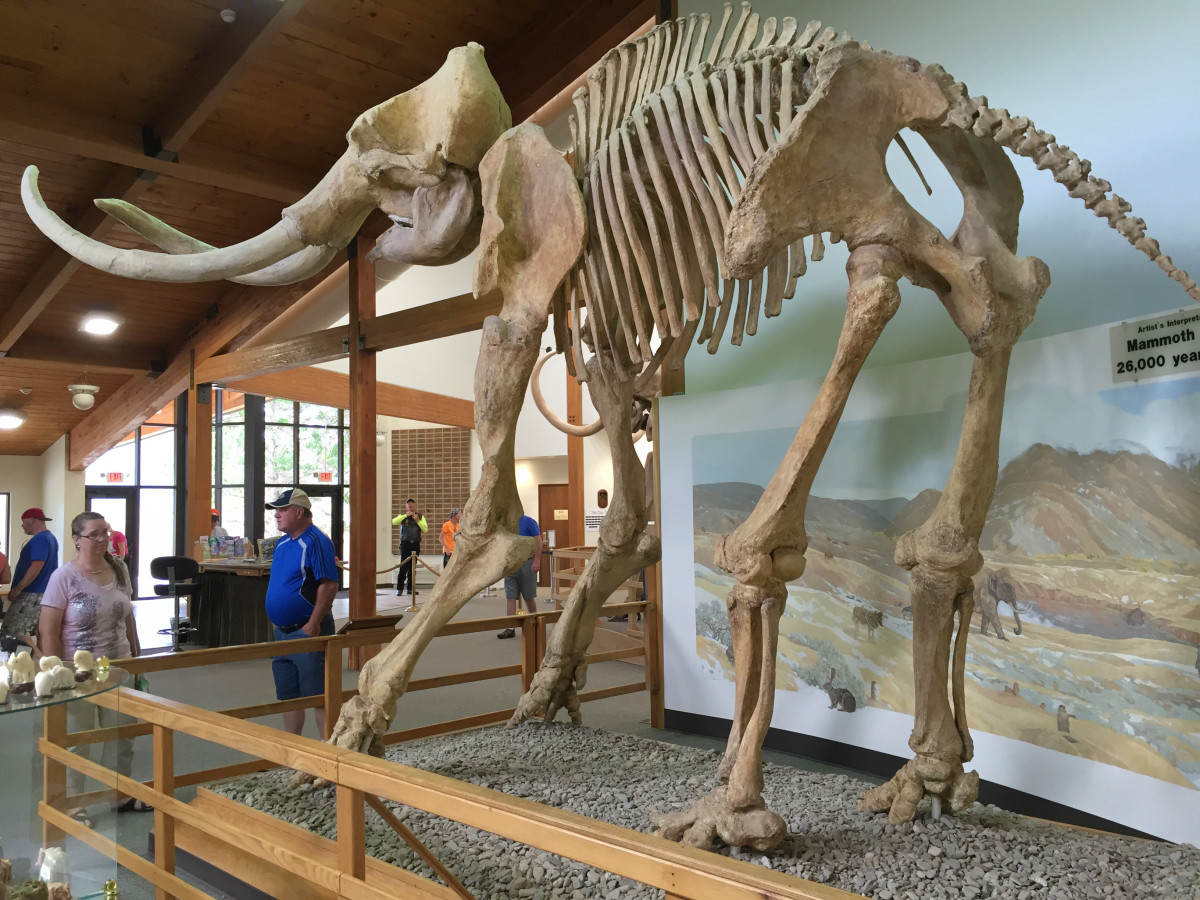 Walk Among Fossils at the Mammoth Site of Hot Springs, South Dakota