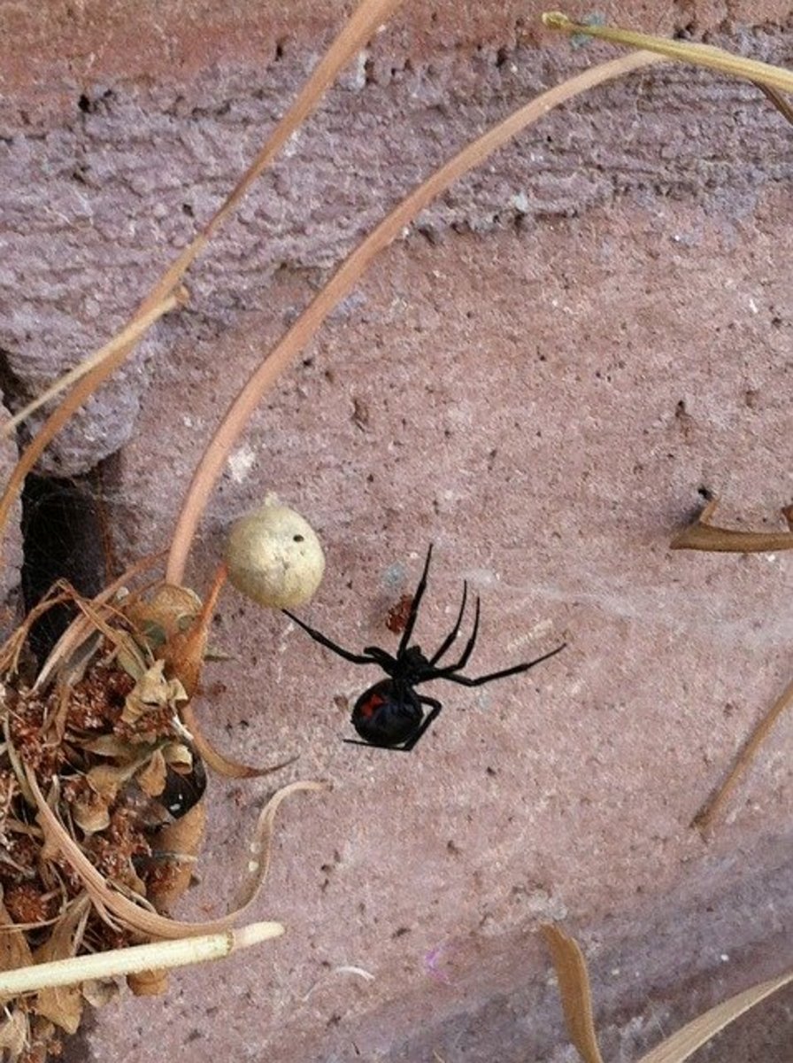 Most Dangerous Spiders in California Owlcation