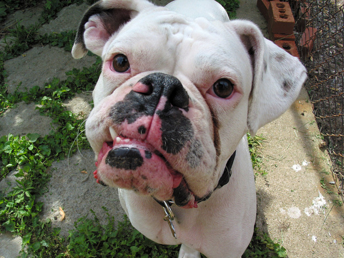 7 Reasons Why Your Dog Is Drooling Too Much and Why You Should Be