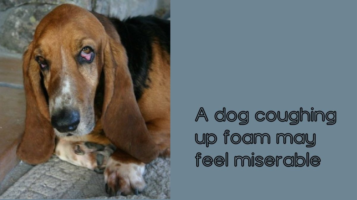 How to Tell if Your Dog Has Worms PetHelpful