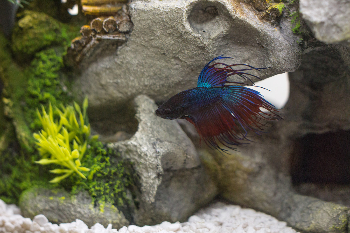 Halfmoon Betta Fish Care and Tips PetHelpful