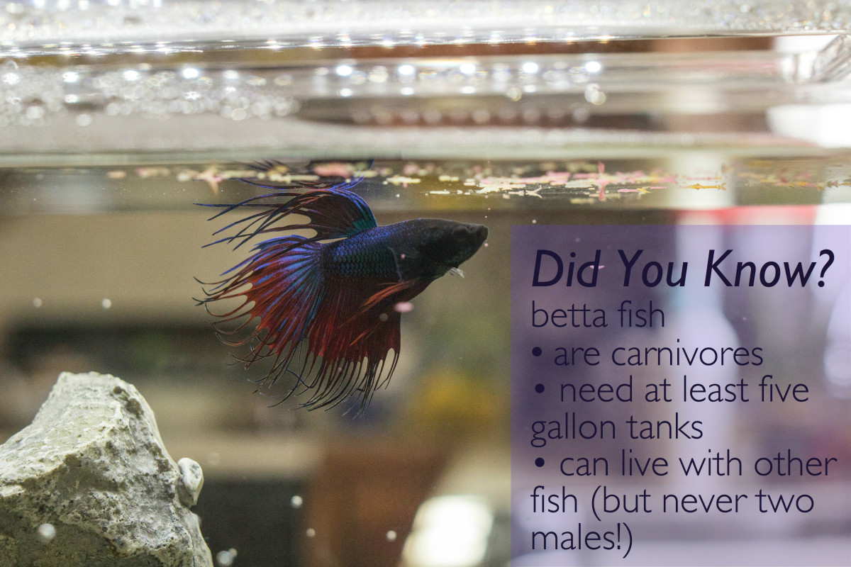 Halfmoon Betta Fish Care and Tips PetHelpful