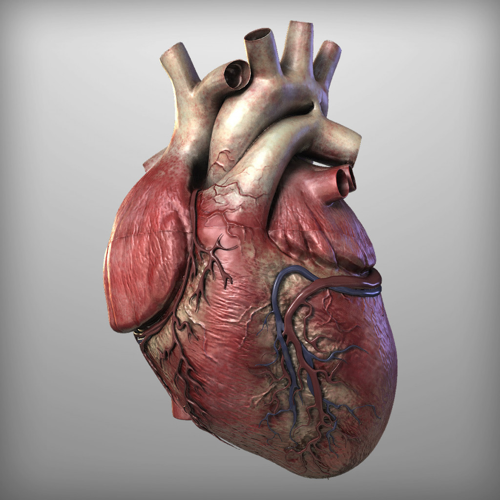 Pathology of the HEART The Cardiovascular System hubpages