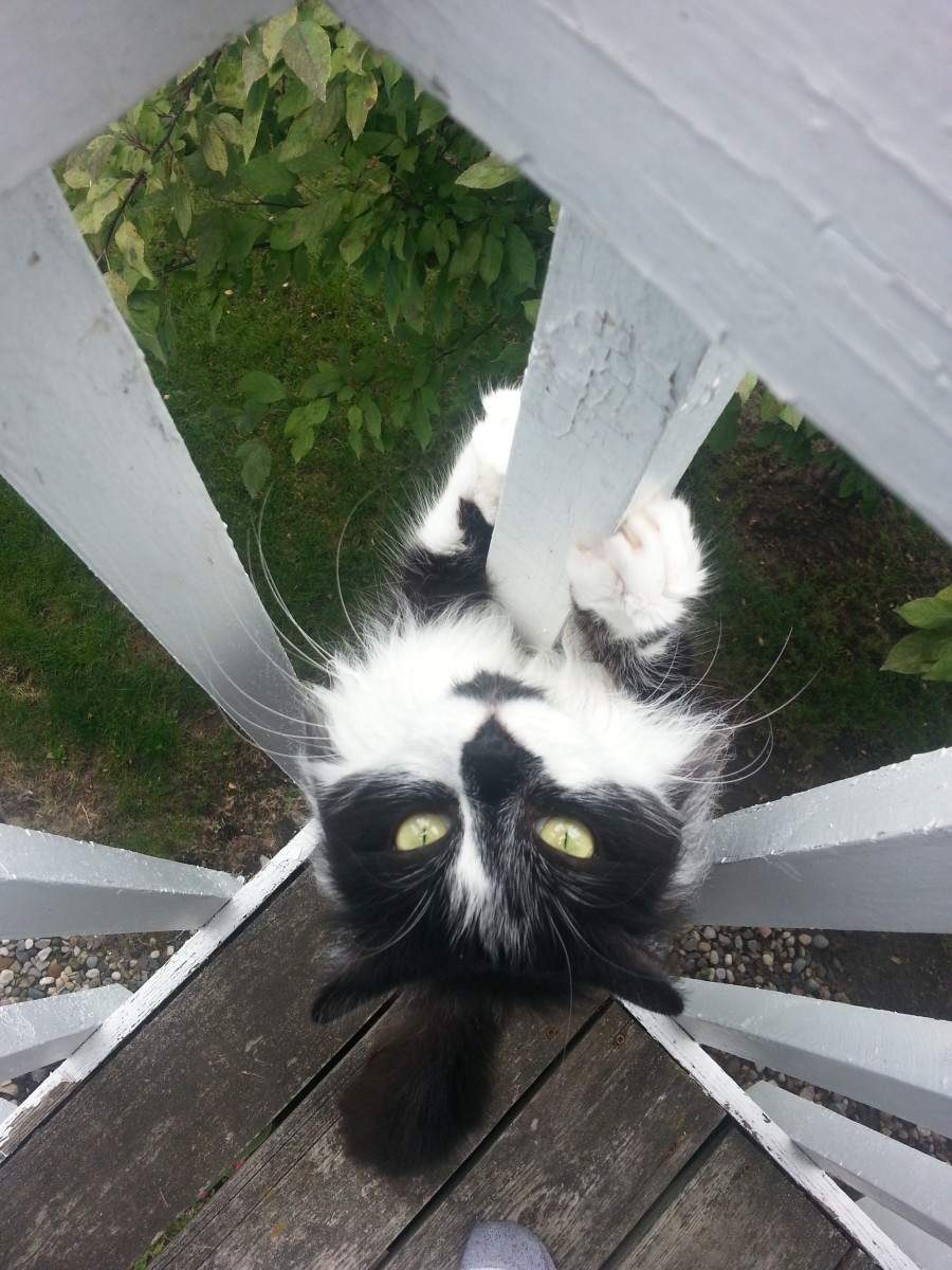 How to Stop Your Cat From Ruining the Furniture PetHelpful